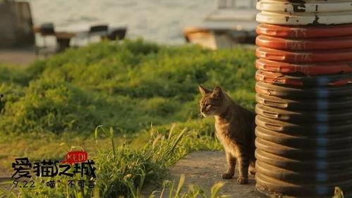 爱猫之城在线观看免费,免费在线观看，探寻猫咪的奇幻之旅