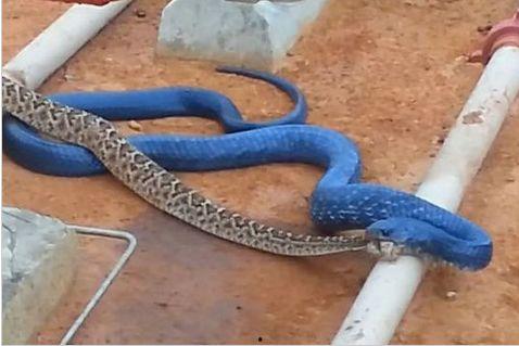 蛇 视频,一场视觉盛宴