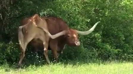 牛痒痒视频,趣味横生的田园生活日常